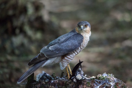 Sparrowhawk .jpg